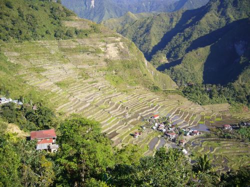 Ryžiai, Filipinai, Žemdirbystė, Asija, Kaimas, Auginimas, Žemės Ūkio Paskirties Žemė, Laukas