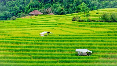Ryžiai, Laukas, Ūkis, Tailandas, Žemės Ūkio Paskirties Žemė, Gamta, Turizmas