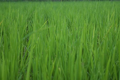 Ryžiai, Ch, Ūkininkavimas, Korėjos Respublika, Akcijos, Vasara, Žaluma, Augalai, Korėjos Kaimas, Žalias, Ūkis, Pasėlių
