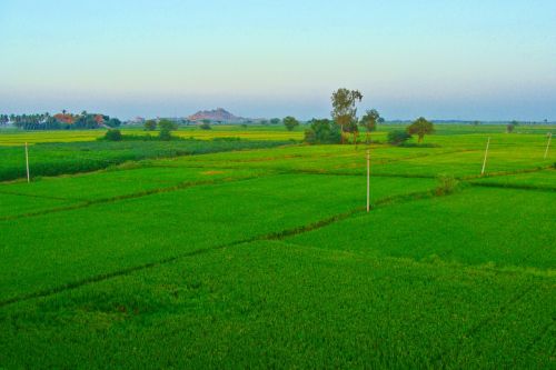 Ryžių Laukai, Žaliavinis Auginimas, Tungabhadra Lygumos, Raichur, Karnataka, Indija