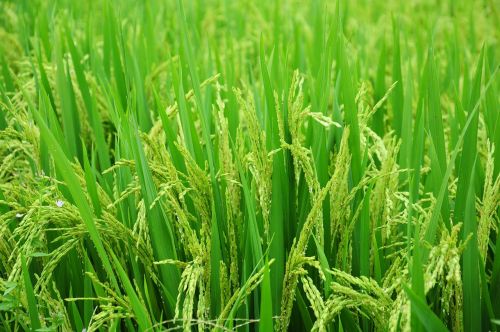 Ryžiai, Laukas, Paddy, Maistas, Žalias, Ūkis, Gamta