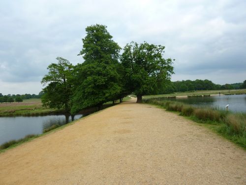 Richmond Park, Medžiai, Gamta, Richmond, Londonas, Anglija