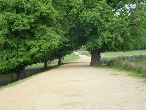 Richmond Park, Parkas, Gamta, Lauke, Richmond, Londonas, Medžiai