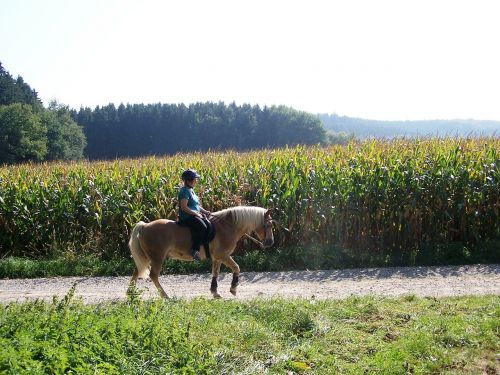 Važiuoti, Vasara, Mergaitė, Arklys