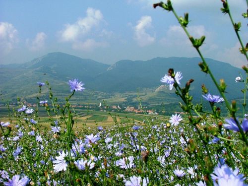 Rimetea, Transilvanija, Laukas, Gamta, Intiozinė Cikorija, Gėlė, Debesis, Kalnai
