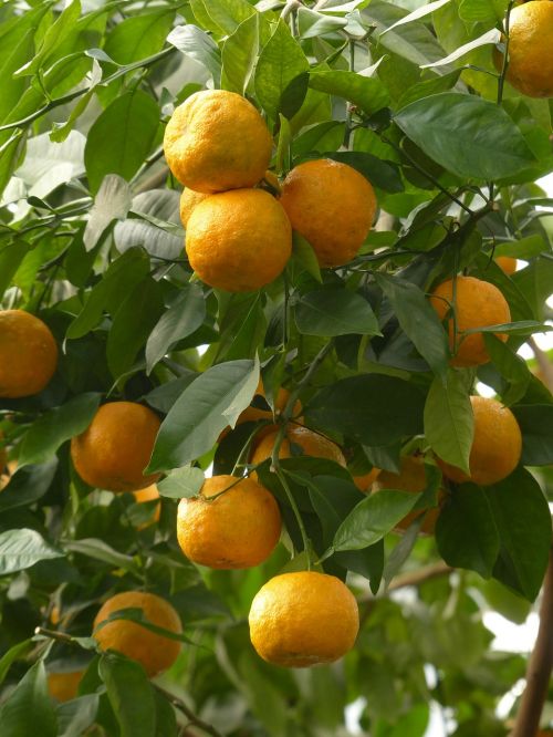 Oda, Vaisiai, Kartūs Apelsinai, Citrusų Aurantium, Sevilija Oranžinė, Rūgšta Oranžinė, Citrusiniai, Oranžinis Panašus, Oranžinė, Medis, Baumfruecht, Užpildyti, Atogrąžų, Saldainių Apelsinų Žievelė