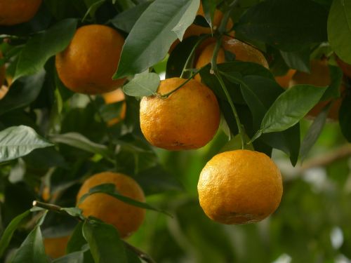 Oda, Vaisiai, Kartūs Apelsinai, Citrusų Aurantium, Sevilija Oranžinė, Rūgšta Oranžinė, Citrusiniai, Oranžinis Panašus, Oranžinė, Medis, Baumfruecht, Užpildyti, Atogrąžų, Saldainių Apelsinų Žievelė