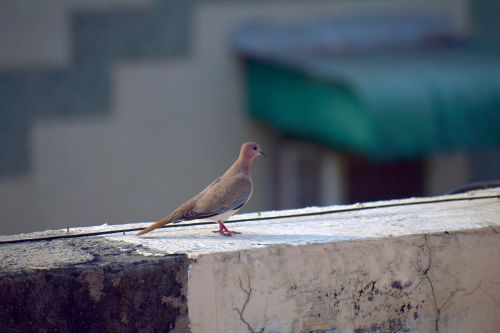 Žiedinis Kaklo Balandis, Indijos Balandis, Paukštis