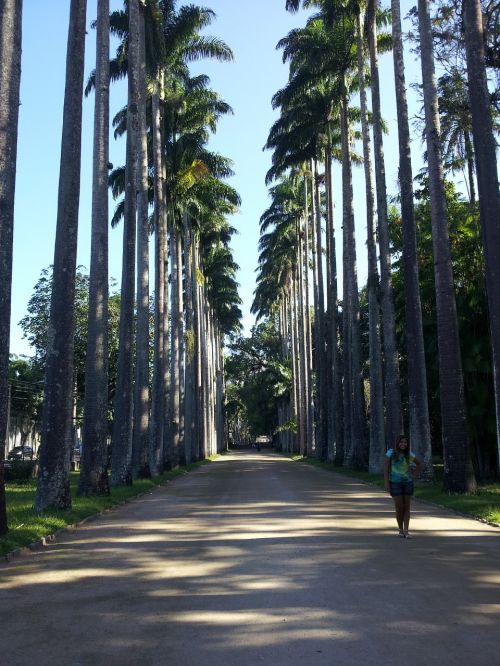 Rio, Jardim Botânico, Botanikos Sodas, Karališkieji Delniai, Didingas, Didelis, Unikalus, Aukštas, Palmės, Alėja, Medžiai, Verta Aplankyti, Gamta, Žalias, Tipiškas Rio, Bekannnt, Parkas, Įvedimas, Rio De Žaneiras