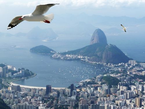 Rio De Janeiro Jūra, Vandenynas, Paukščiai, Cukraus Kepsnys Cukraus Kepalas, Brazilija Kajakas, Guanabaros Įlanka, Važiuoti, Royalty Free