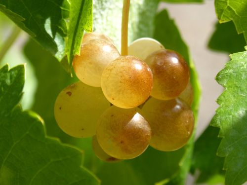 Prinokusios Vynuogės, Vintage, Vynmedis, Balta Vynuoges, Macabeo, Prieskoniai, Carroll, Vynuogininkystė