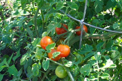 Raudona,  Pomidorai,  Derlius,  Šalis,  Sodas,  Ūkis,  Maistas,  Prinokę Pomidorai Ant Vynmedžio