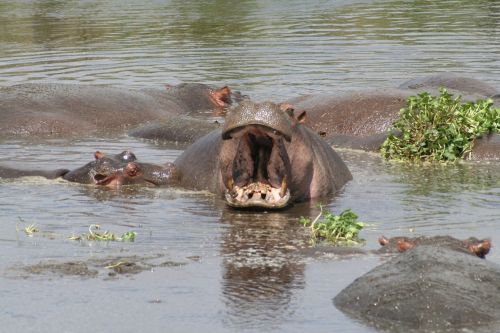 Upė, Hippos, Tanzanija