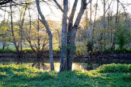 Upė, Bankas, Saulėlydis, Bitės, Musia, Swarm, Vanduo, Taika, Ramybė, Twilight, Žalias, Gamta, Bukolinis, Romantiškas