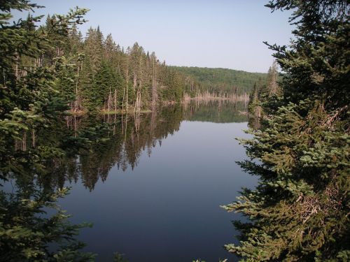 Upė, Miškas, Gamta, Vanduo, Vasara, Srautas, Kraštovaizdis, Mėlynas, Lauke, Diena, Kelionė, Medis, Mediena, Atspindys, Kelionė, Scena, Ramus, Niekas, Parkas, Nuotykis, Laukiniai, Žalias, Dangus, Vaizdingas, Aktyvus, Ekologija, Aplinka