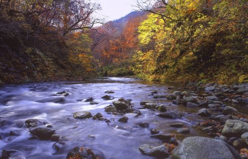 Upė, Miškas, Rudens Lapai, Vėlyvas Ruduo, Shirakami-Sanchi, Pasaulio Paveldo Regionas, Japonija