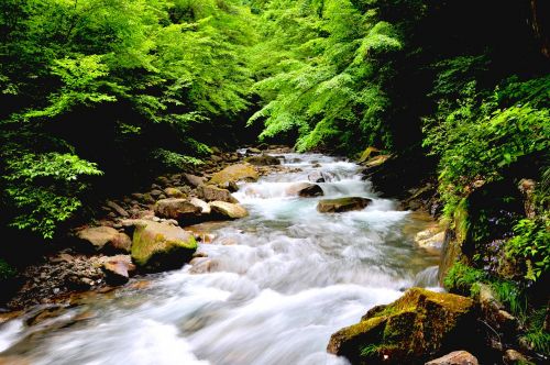 Upė, Natūralus, Vanduo, Miškai, Žalias, Kraštovaizdis, Miškas Maudytis, Komfortas, Torrent