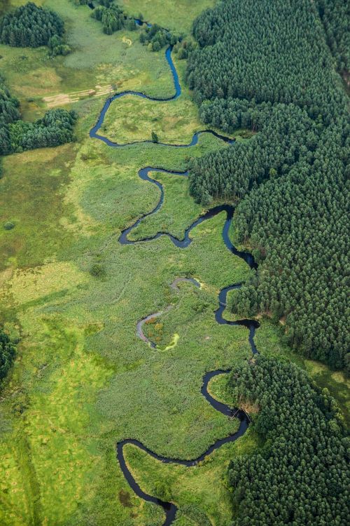 Upė, Kraštovaizdis, Gamta, Žalias, Lenkija, Grupė, Miškas