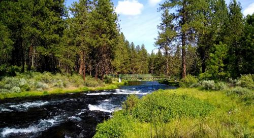 Upė, Collier Parkas, Oregonas, Medžiai, Žalias, Gamta
