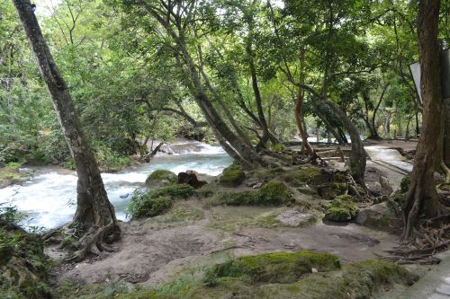 Upė, Medis, Vanduo, Gamta, Meksika