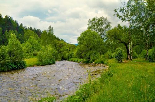 Upė, Medis, Miškas, Gamta, Vasara, Žalias, Kraštovaizdis