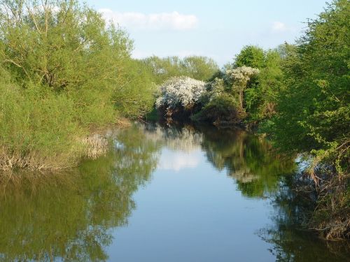 Upė Cherwell, Oxfordshire, Gamta, Atspindys, Upė, Medžiai