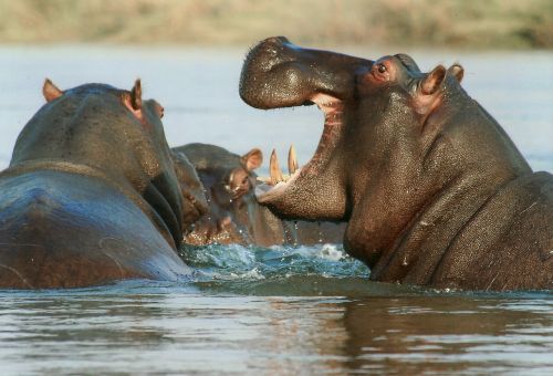 Upės Arklys, Pelėnas, Hippo, Gyvūnas, Namibija, Afrika, Laukinis Gyvenimas, Žaisti, Gamta, Peizažas, Safari, Žinduolis, Upė, Vanduo