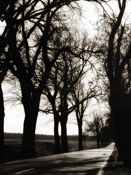 Kelias, Medžio Pamušalas, Medžiai, Nuotaika, Žiema, Brandenburg