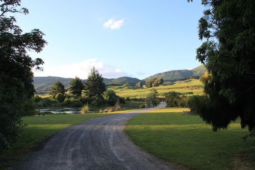 Kelias, Gamta, Naujoji Zelandija, Medžiai