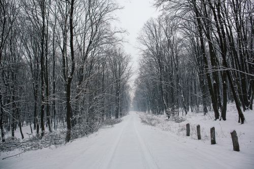 Kelias, Kelias, Medis, Augalas, Gamta, Sniegas, Žiema, Šaltas
