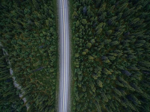 Kelias, Medžiai, Miškas, Gamta, Antena
