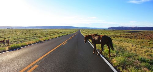 Kelias, Perėjimas, Arklys, Usa, Nevada