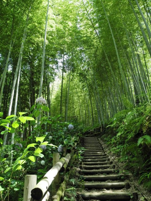 Bambukas,  Asuka,  Nara,  Japonija,  Kelias Bambuko
