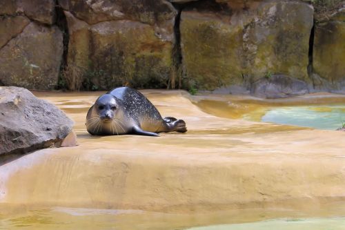 Robbe, Jūrų Žinduoliai, Gyvūnų Pasaulis, Zoologijos Sodas, Berlynas