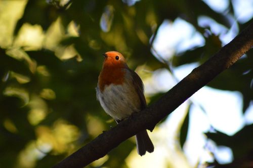 Robin, Paukštis, Raudona Robin