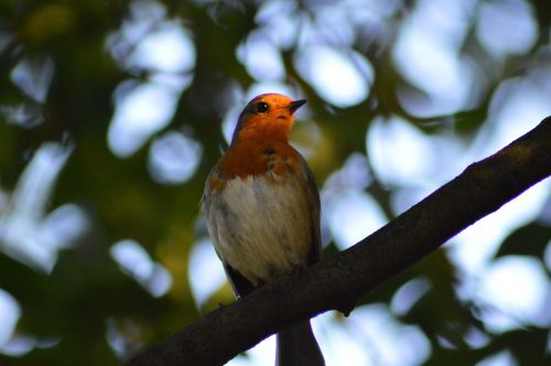 Robin, Paukštis, Raudona Robin
