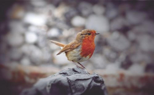 Robin, Paukštis, Pavasaris