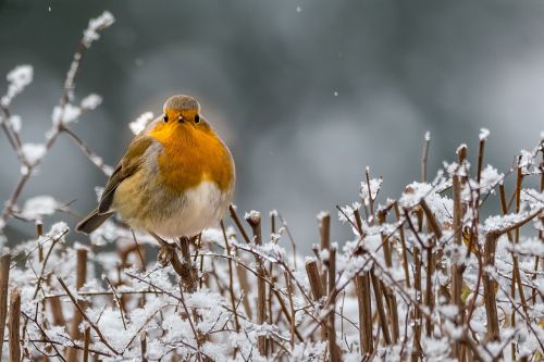 Robin, Žiema, Giesmininkas