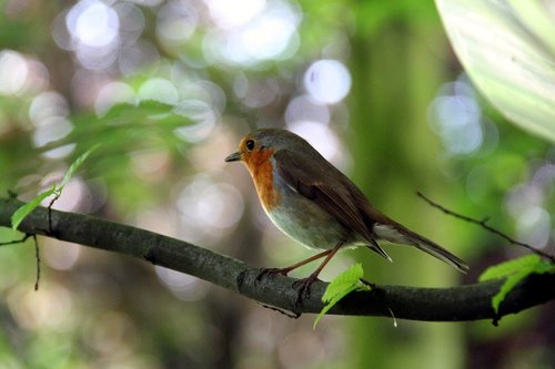 Robin,  Songbird,  Sodas,  Paukštis,  Medis,  Gyvūnijos Pasaulyje