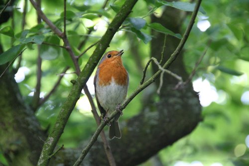 Robin,  Songbird,  Paukštis,  Pobūdį,  Medis,  Gyvūnijos Pasaulyje