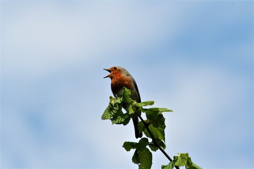 Robin,  Paukštis,  Dainavimas,  Dangus,  Vasara
