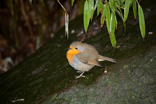 Robin,  Paukštis,  Pobūdį,  Miškas,  Paukščiai,  Gyvūnai