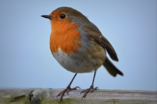 Robin, Paukštis, Gamta