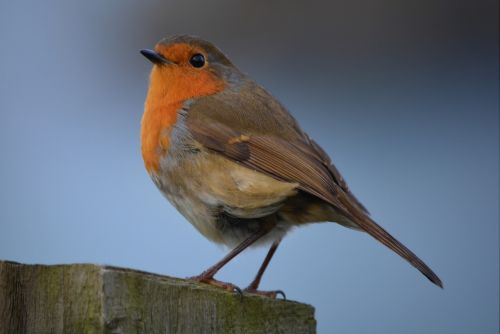 Robin, Paukštis, Gamta