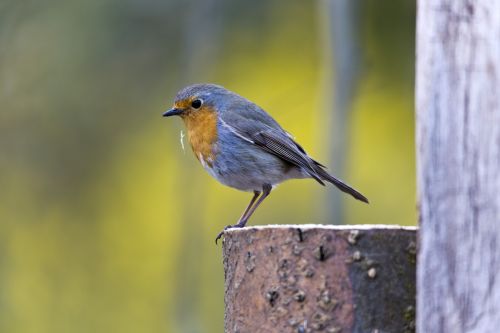 Robin,  Paukštis,  Giesmininkas,  Rūšis,  Uždaryti,  Maža Paukštis,  Plunksna,  Sodas,  Sodo Paukštis,  Mažas,  Plumėjimas,  Graži,  Gyvūnai,  Grazus