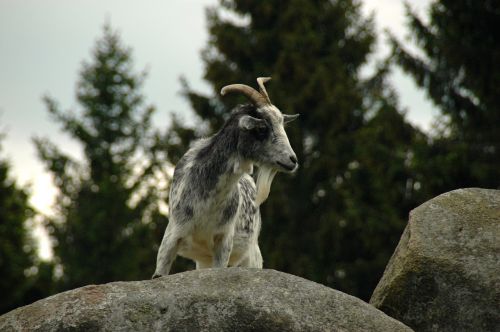 Rokas, Akmenys, Kalnu Ozka, Gamta, Miškas, Kästehaus