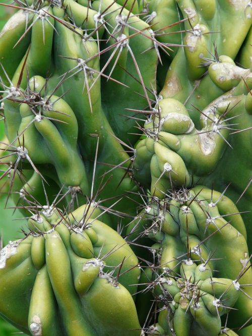 Roko Kaktusas, Sereus Peruvianus Monstrosus, Cereus, Dykumos Kaktusas, Dygliuotas, Žalias, Pieksen
