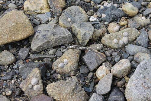 Akmenys, Jūrų Kriauklės, Pajūris