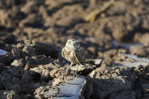 Akmenys, Ešeriai, Burrowing, Pelėdos, Paukščiai, Gyvūnai, Fauna