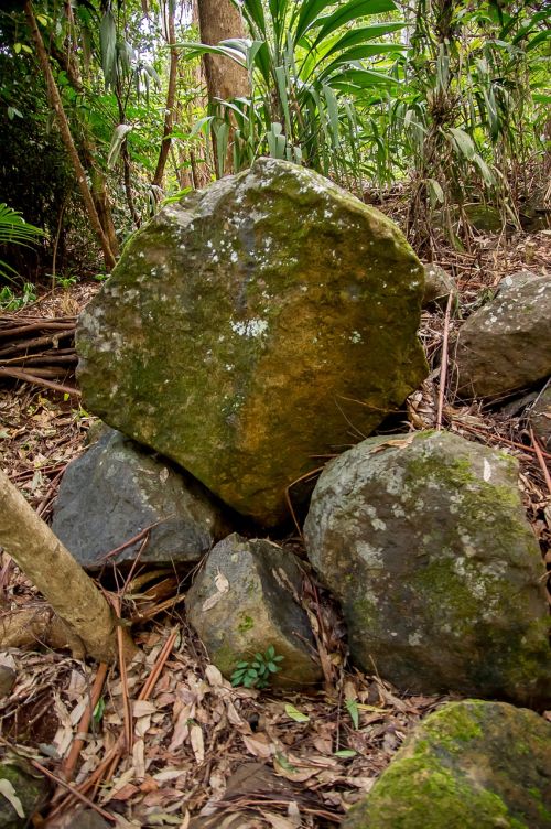 Akmenys, Rieduliai, Bazaltas, Geologija, Miškas, Atogrąžų Miškai, Augmenija, Queensland, Australia